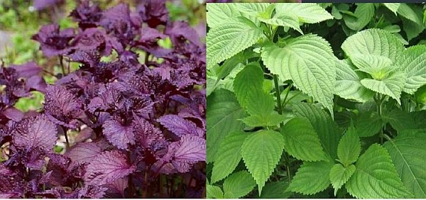 Việt Nam có 1 loại lá ăn thì cay nhưng lại giàu omega-3, giúp ổn định mỡ máu, chống tia UV như kem chống nắng tự nhiên- Ảnh 1.