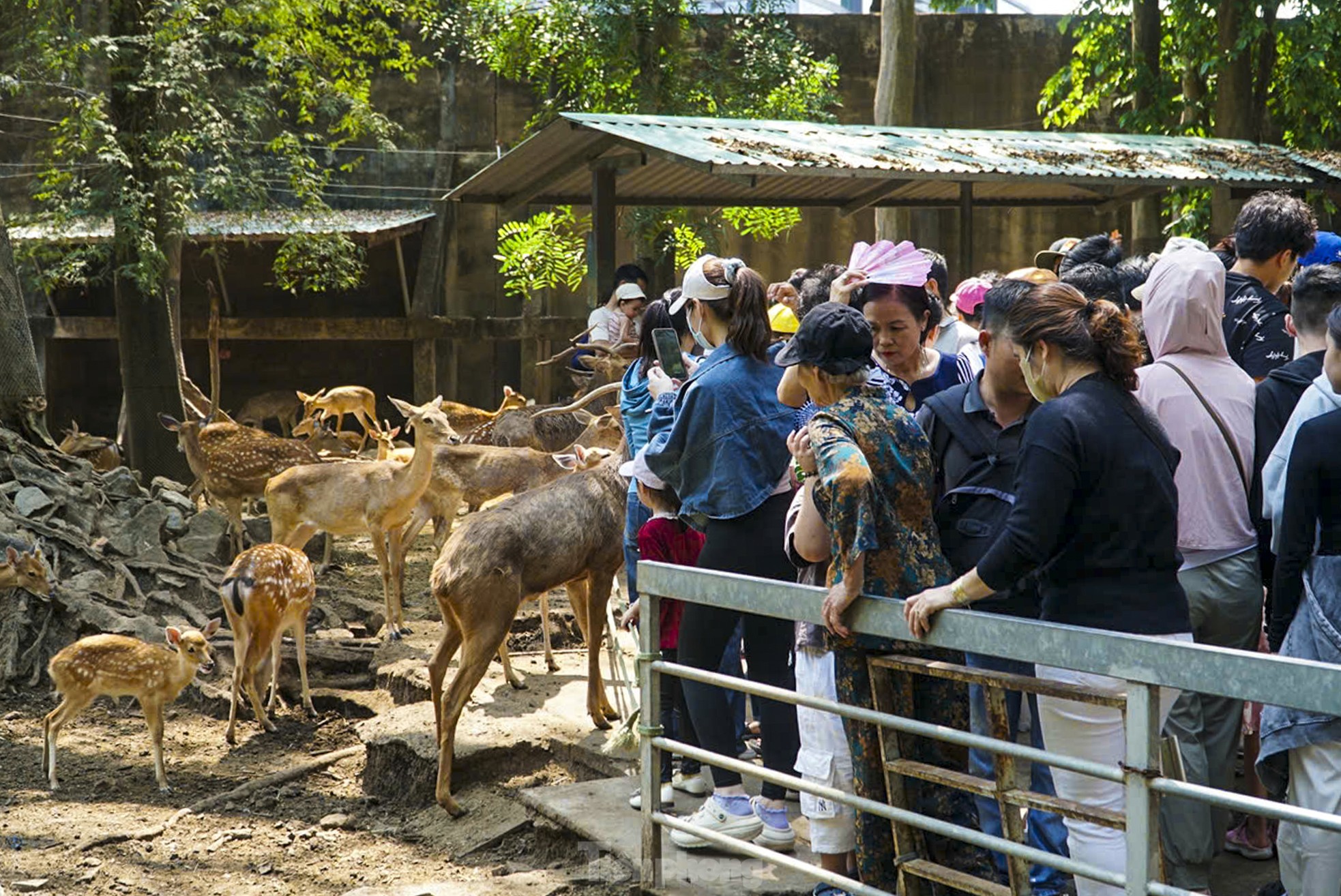 Biển người đội nắng đổ về Thảo Cầm Viên- Ảnh 11.