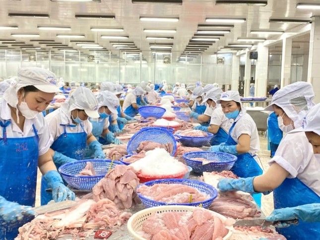 Nước nào tiêu thụ cá tra Việt Nam lớn nhất thế giới?- Ảnh 2. Nước nào tiêu thụ cá tra Việt Nam lớn nhất thế giới?- Ảnh 2.