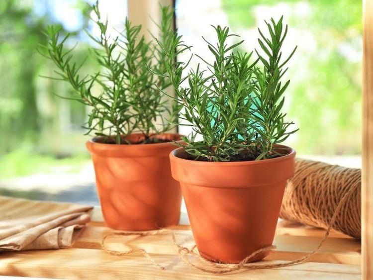 Nước thần tự nhiên giúp tóc mọc nhanh, mềm mượt, hơn hết là giá rẻ và dễ làm- Ảnh 6. Nước thần tự nhiên giúp tóc mọc nhanh, mềm mượt, hơn hết là giá rẻ và dễ làm- Ảnh 6.
