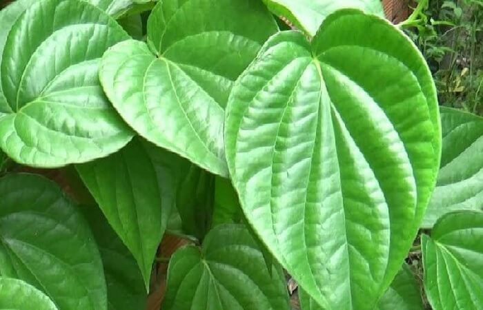 Ngoài 30 tuổi, lần đầu tiên tôi biết có 1 loại lá chống say tàu xe: Hiệu quả không kém thuốc chống say mà giá chỉ vài ngàn đồng- Ảnh 2. Ngoài 30 tuổi, lần đầu tiên tôi biết có 1 loại lá chống say tàu xe: Hiệu quả không kém thuốc chống say mà giá chỉ vài ngàn đồng- Ảnh 2.
