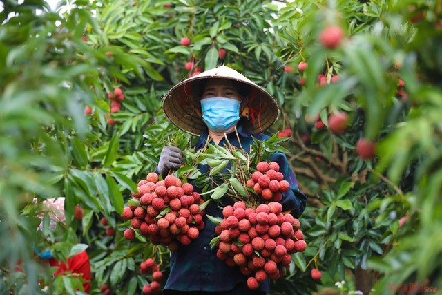 Một đặc sản của Việt Nam tự tin "tốt nhất từ trước đến nay", rộng đường "bay" khắp toàn cầu- Ảnh 1. Một đặc sản của Việt Nam tự tin "tốt nhất từ trước đến nay", rộng đường "bay" khắp toàn cầu- Ảnh 1.