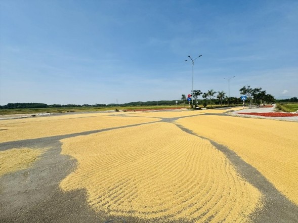 Làm đường tiền tỷ chỉ để… phơi lúa?- Ảnh 1. Làm đường tiền tỷ chỉ để… phơi lúa?- Ảnh 1.