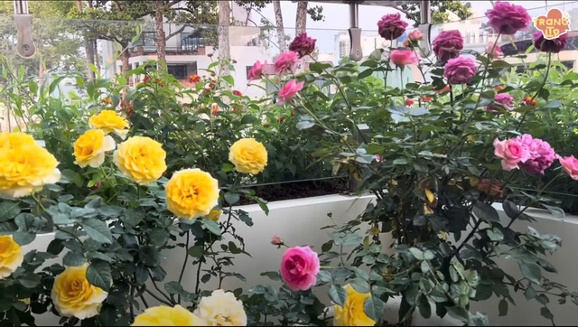 Sao nam Vbiz nhận cát-xê bằng vàng: Sống ở biệt thự có vị trí đắc địa 40 tỷ, bí ẩn 1 thông tin- Ảnh 5. Sao nam Vbiz nhận cát-xê bằng vàng: Sống ở biệt thự có vị trí đắc địa 40 tỷ, bí ẩn 1 thông tin- Ảnh 5.