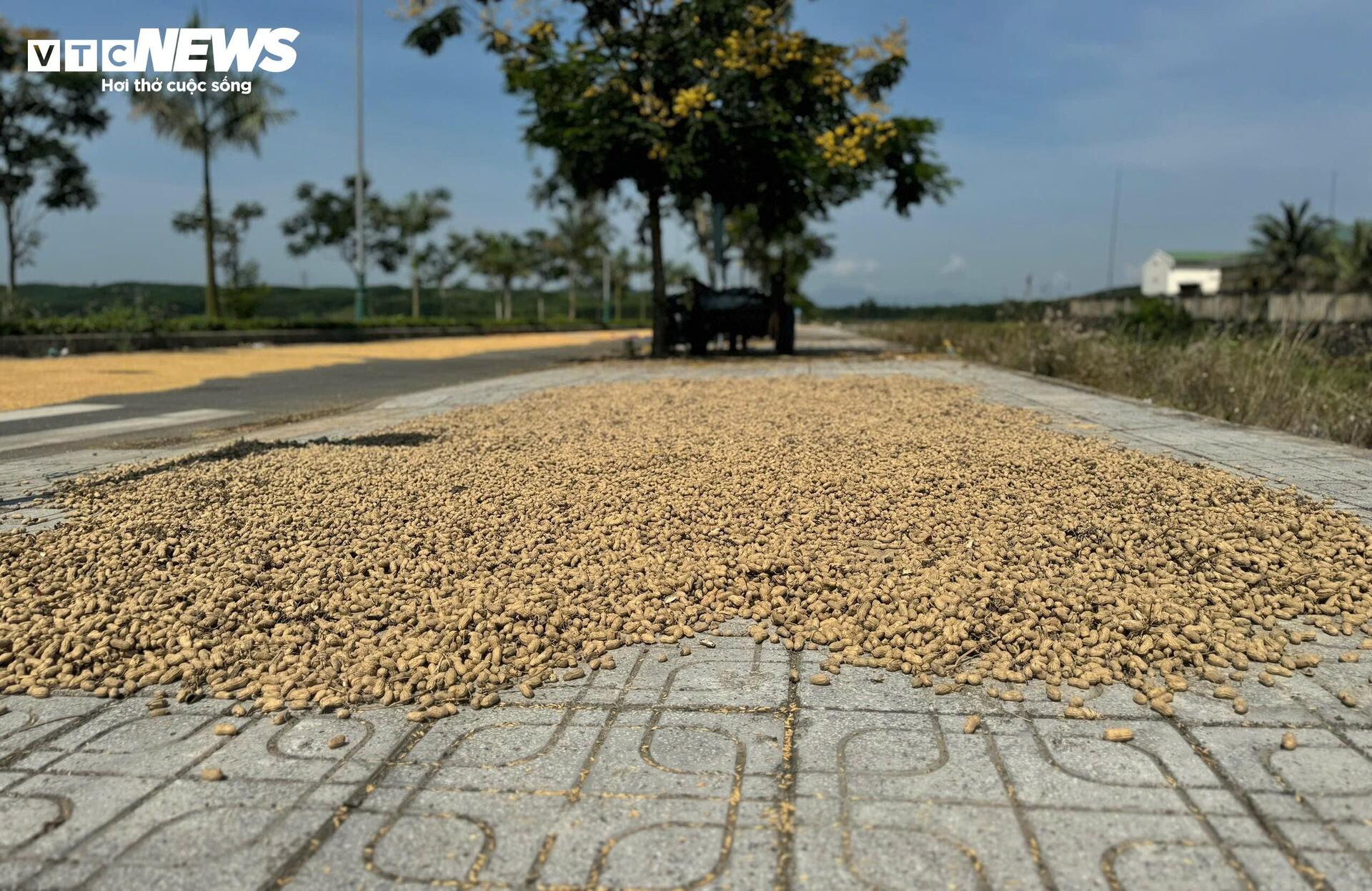 Đường hơn 34 tỷ nối Quốc lộ 1A ra giữa đồng, làm xong chỉ để phơi nông sản- Ảnh 8. Đường hơn 34 tỷ nối Quốc lộ 1A ra giữa đồng, làm xong chỉ để phơi nông sản- Ảnh 8.