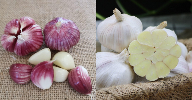 Tỏi vỏ tím hay vỏ trắng tốt hơn? Lão nông nói một câu, tôi bỗng được Tỏi vỏ tím hay vỏ trắng tốt hơn? Lão nông nói một câu, tôi bỗng được