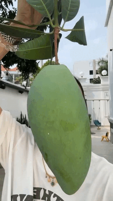 Loại cây ăn quả hút tiền, nhà giàu nào cũng trồng trong sân, biệt thự triệu đô của Tăng Thanh Hà không ngoại lệ!- Ảnh 4. Loại cây ăn quả hút tiền, nhà giàu nào cũng trồng trong sân, biệt thự triệu đô của Tăng Thanh Hà không ngoại lệ!- Ảnh 4.