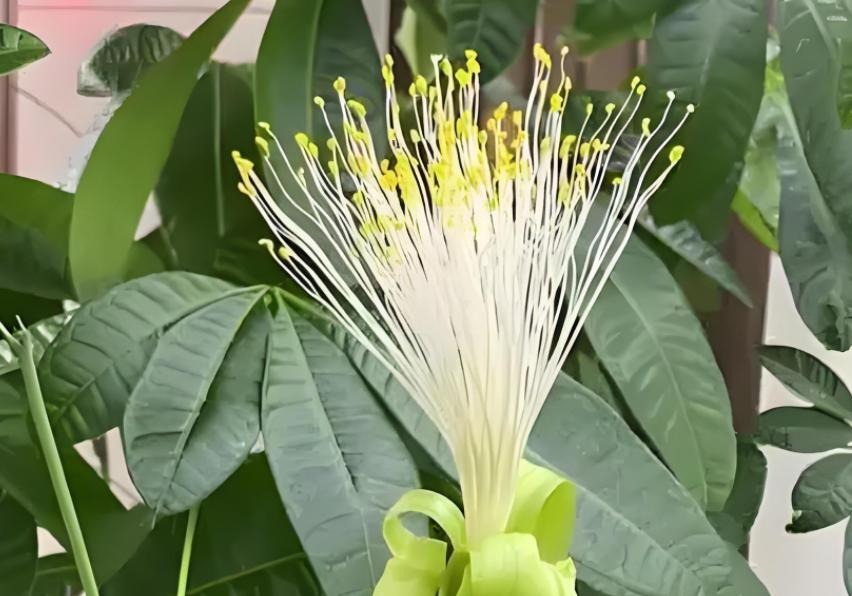 Nhà có 7 loại cây nở hoa, gia chủ "đổi vận" thăng quan phát tài, tiền tụ như mây kéo!- Ảnh 2. Nhà có 7 loại cây nở hoa, gia chủ "đổi vận" thăng quan phát tài, tiền tụ như mây kéo!- Ảnh 2.