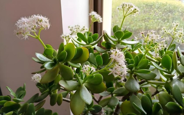 Nhà có 7 loại cây nở hoa, gia chủ "đổi vận" thăng quan phát tài, tiền tụ như mây kéo!- Ảnh 1. Nhà có 7 loại cây nở hoa, gia chủ "đổi vận" thăng quan phát tài, tiền tụ như mây kéo!- Ảnh 1.