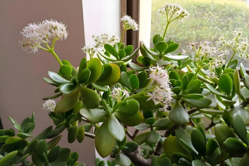 Nhà có 7 loại cây nở hoa, gia chủ "đổi vận" thăng quan phát tài, tiền tụ như mây kéo!- Ảnh 4. Nhà có 7 loại cây nở hoa, gia chủ "đổi vận" thăng quan phát tài, tiền tụ như mây kéo!- Ảnh 4.
