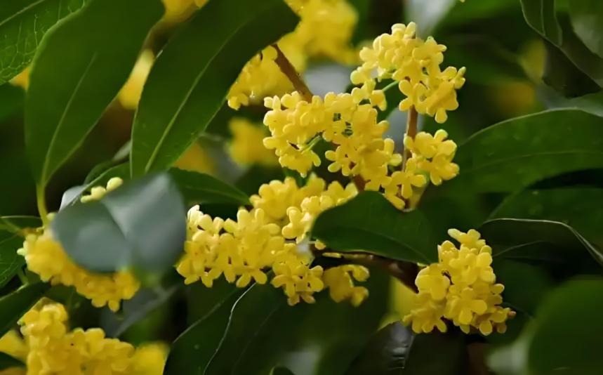 Nhà có 7 loại cây nở hoa, gia chủ "đổi vận" thăng quan phát tài, tiền tụ như mây kéo!- Ảnh 3. Nhà có 7 loại cây nở hoa, gia chủ "đổi vận" thăng quan phát tài, tiền tụ như mây kéo!- Ảnh 3.