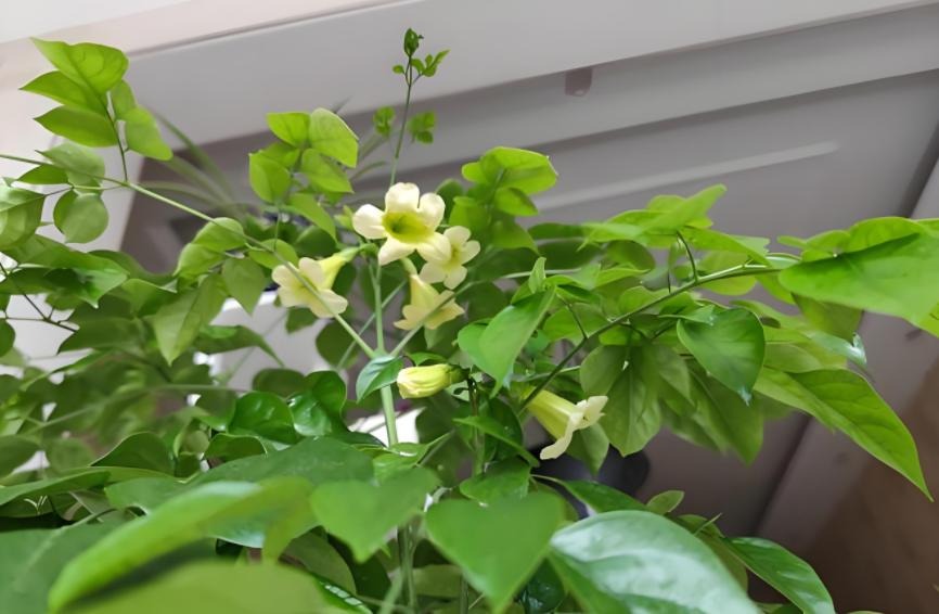 Nhà có 7 loại cây nở hoa, gia chủ "đổi vận" thăng quan phát tài, tiền tụ như mây kéo!- Ảnh 5. Nhà có 7 loại cây nở hoa, gia chủ "đổi vận" thăng quan phát tài, tiền tụ như mây kéo!- Ảnh 5.