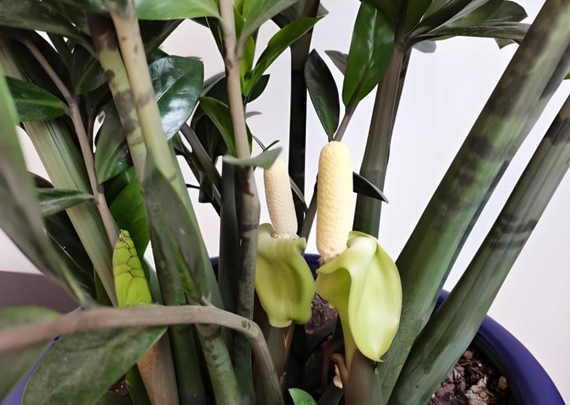 Nhà có 7 loại cây nở hoa, gia chủ "đổi vận" thăng quan phát tài, tiền tụ như mây kéo!- Ảnh 7. Nhà có 7 loại cây nở hoa, gia chủ "đổi vận" thăng quan phát tài, tiền tụ như mây kéo!- Ảnh 7.