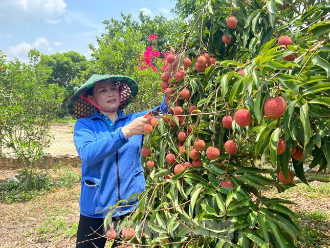 Vải thiều Đắk Lắk chín sớm, ồ ạt xuất ngoại- Ảnh 1. Vải thiều Đắk Lắk chín sớm, ồ ạt xuất ngoại- Ảnh 1.
