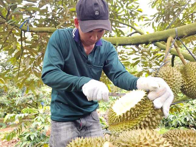 Hai đơn vị 'truy' chất cấm trong sầu riêng- Ảnh 1. Hai đơn vị 'truy' chất cấm trong sầu riêng- Ảnh 1.