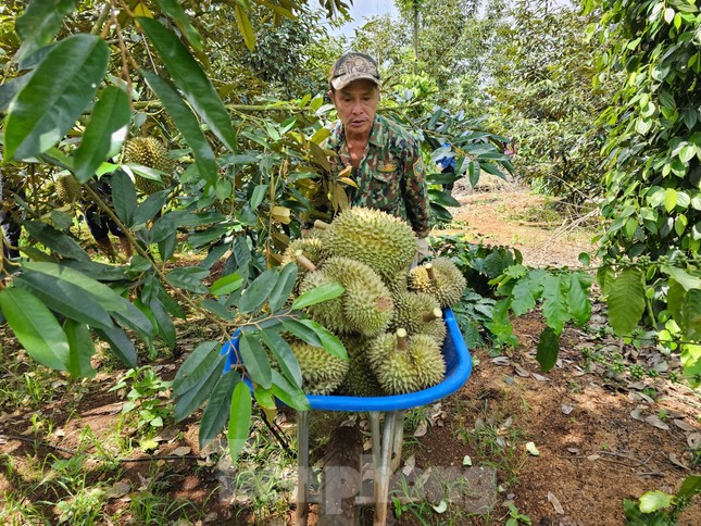 Hai đơn vị 'truy' chất cấm trong sầu riêng- Ảnh 2. Hai đơn vị 'truy' chất cấm trong sầu riêng- Ảnh 2.