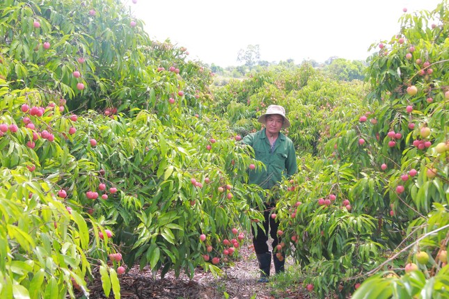 Vải thiều Đắk Lắk chín sớm, ồ ạt xuất ngoại- Ảnh 4. Vải thiều Đắk Lắk chín sớm, ồ ạt xuất ngoại- Ảnh 4.