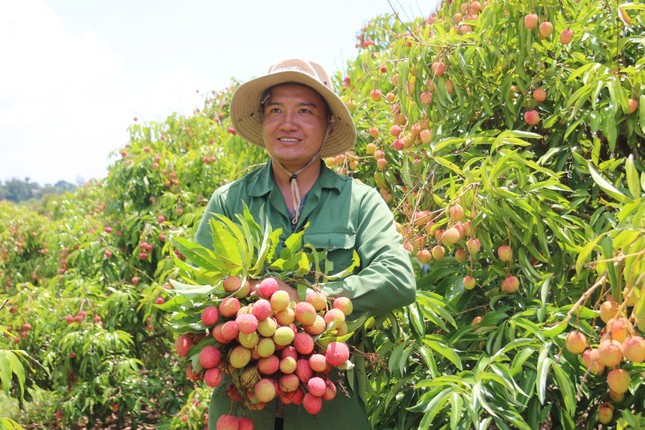 Vải thiều Đắk Lắk chín sớm, ồ ạt xuất ngoại- Ảnh 2. Vải thiều Đắk Lắk chín sớm, ồ ạt xuất ngoại- Ảnh 2.