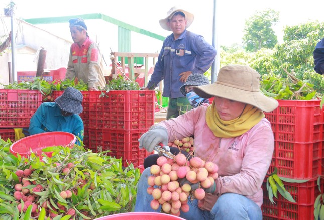 Vải thiều Đắk Lắk chín sớm, ồ ạt xuất ngoại- Ảnh 3. Vải thiều Đắk Lắk chín sớm, ồ ạt xuất ngoại- Ảnh 3.