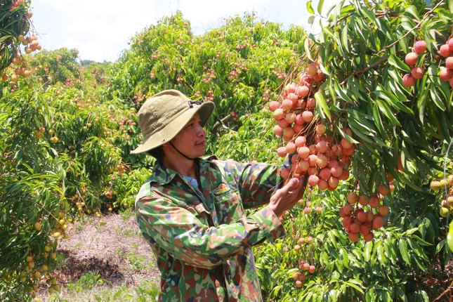 Vải thiều Đắk Lắk chín sớm, ồ ạt xuất ngoại- Ảnh 5. Vải thiều Đắk Lắk chín sớm, ồ ạt xuất ngoại- Ảnh 5.