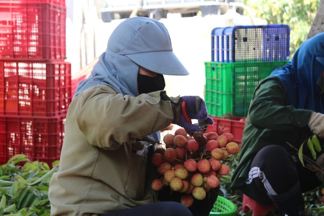 Vải thiều Đắk Lắk chín sớm, ồ ạt xuất ngoại- Ảnh 6. Vải thiều Đắk Lắk chín sớm, ồ ạt xuất ngoại- Ảnh 6.