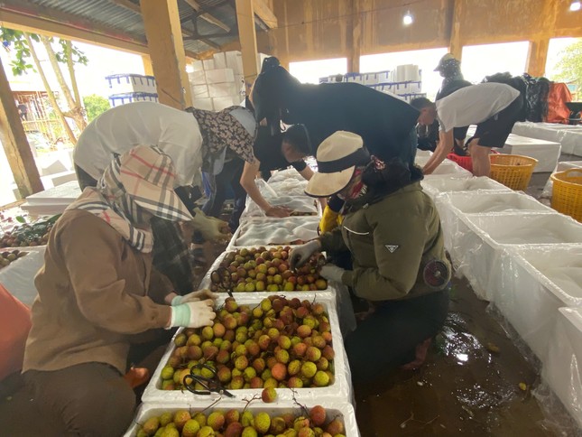 Vải thiều Đắk Lắk chín sớm, ồ ạt xuất ngoại- Ảnh 8. Vải thiều Đắk Lắk chín sớm, ồ ạt xuất ngoại- Ảnh 8.