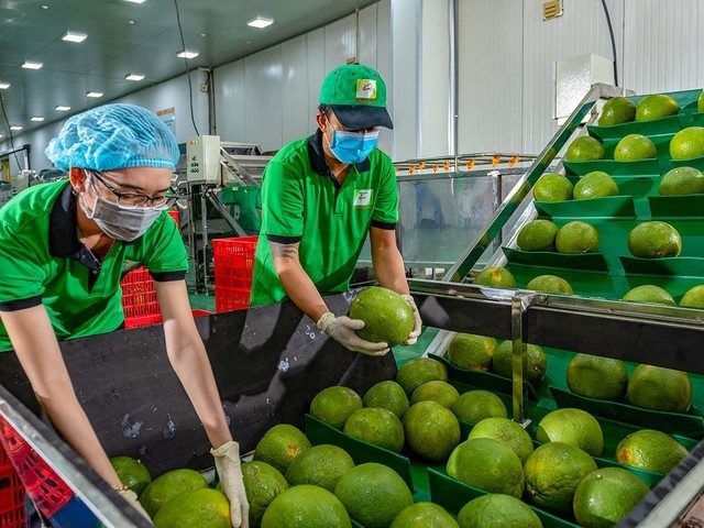 Sầu riêng 'vấp ngã' khiến xuất khẩu rau quả lao dốc- Ảnh 1. Sầu riêng 'vấp ngã' khiến xuất khẩu rau quả lao dốc- Ảnh 1.