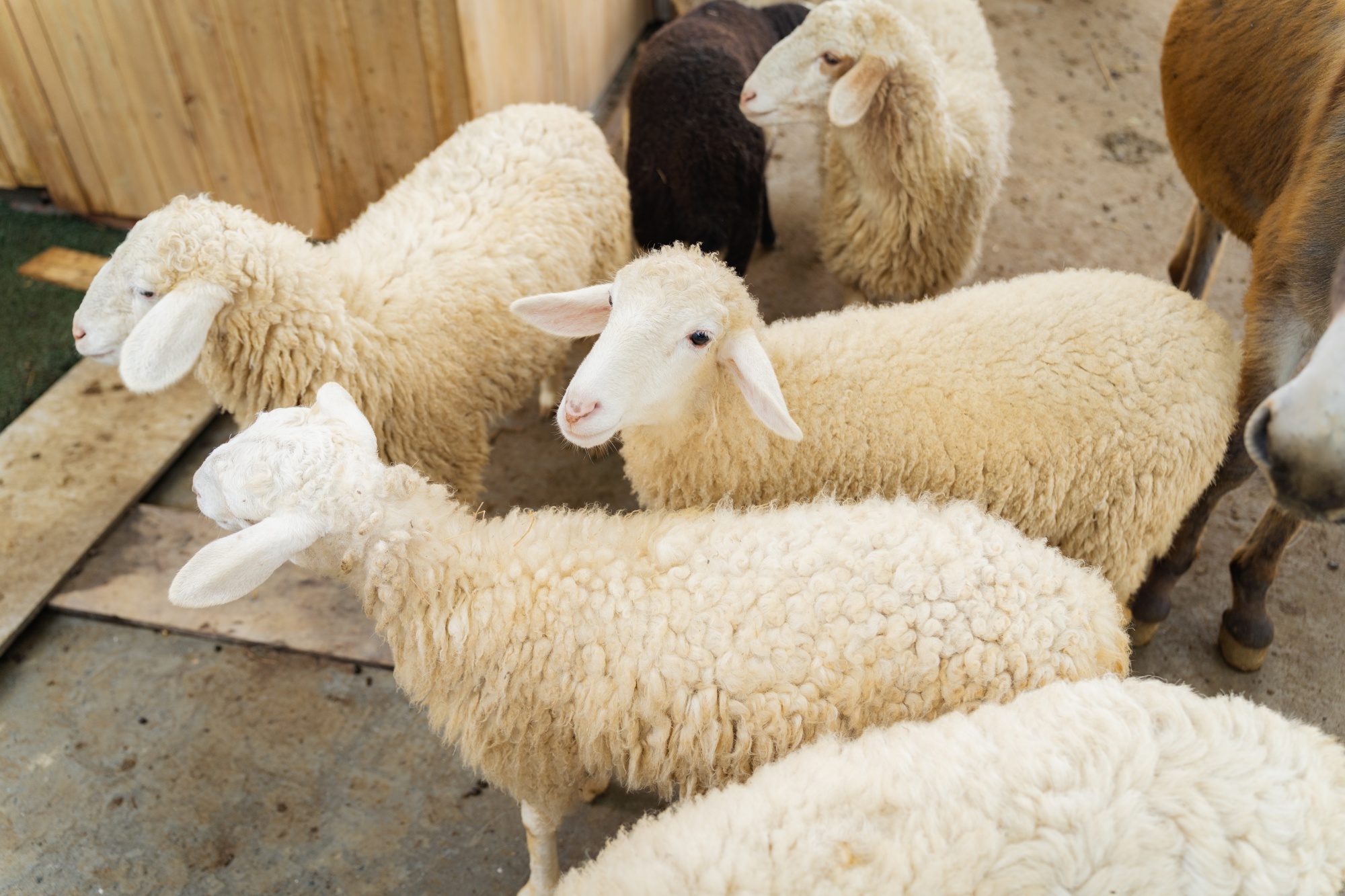 Mùa hè trốn nắng nóng rủ nhau đi chơi ở Sa Pa và đây là những địa điểm check-in kiểu gì cũng có ảnh đẹp!- Ảnh 11.