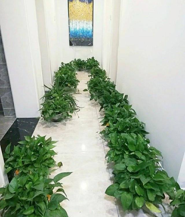 Phong thủy không cấm, nhưng bạn nên NGHĨ KỸ trước khi đặt 3 món này trong nhà- Ảnh 6. Phong thủy không cấm, nhưng bạn nên NGHĨ KỸ trước khi đặt 3 món này trong nhà- Ảnh 6.