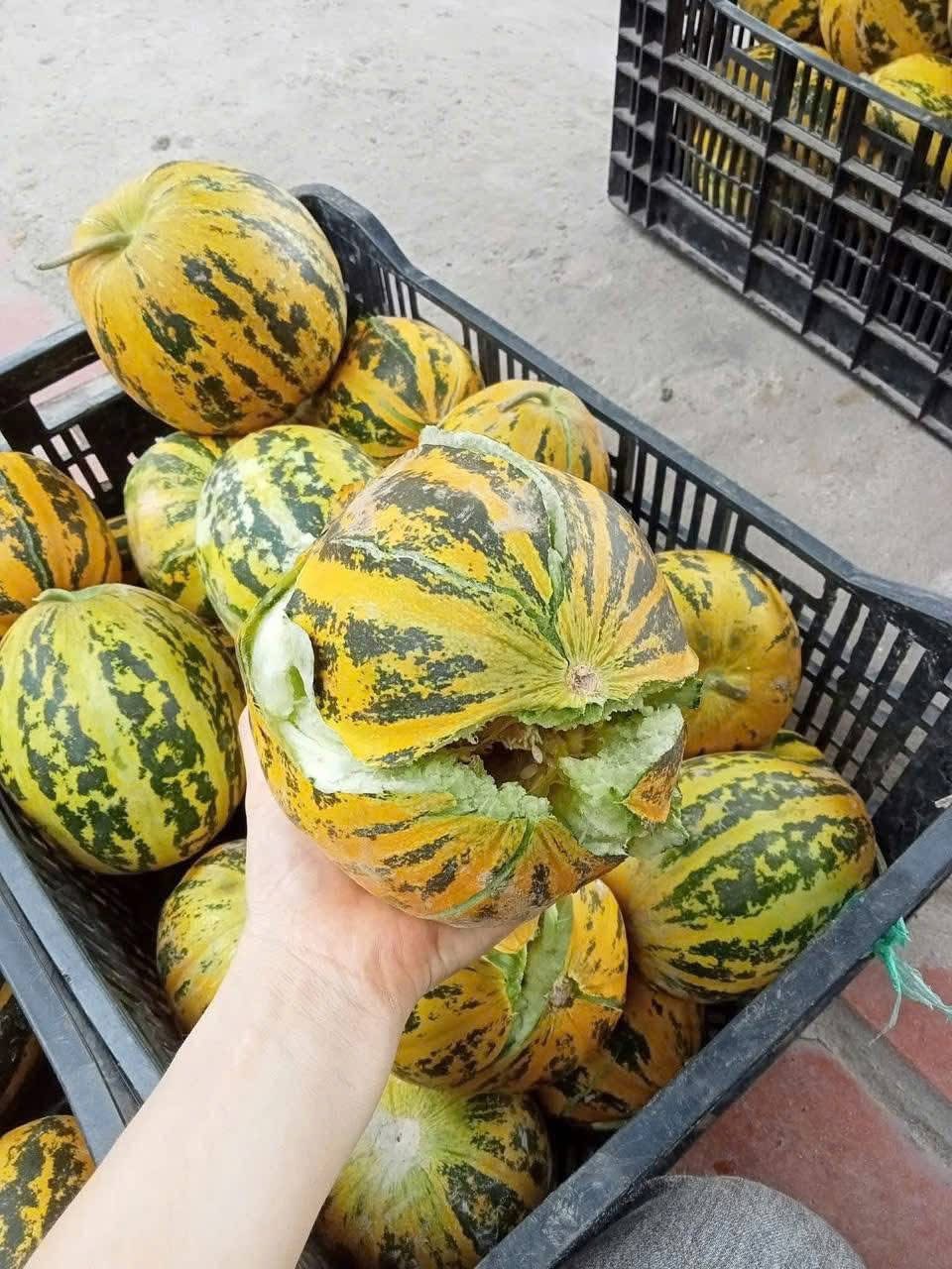 Loại quả rẻ bèo, không lo "ngậm" thuốc trừ sâu được ví như “quốc hồn quốc tuý” ở miền Bắc dịp hè- Ảnh 2. Loại quả rẻ bèo, không lo "ngậm" thuốc trừ sâu được ví như “quốc hồn quốc tuý” ở miền Bắc dịp hè- Ảnh 2.