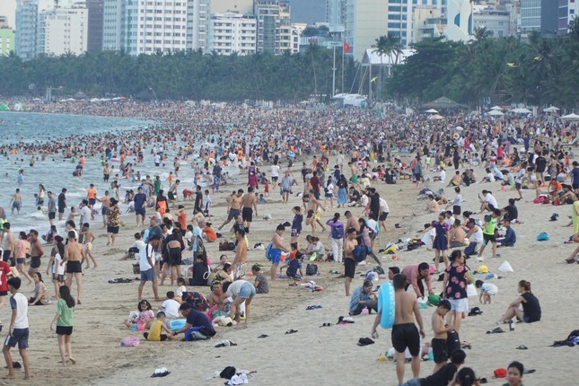 Xuất hiện sứa lửa ở biển Nha Trang- Ảnh 1. Xuất hiện sứa lửa ở biển Nha Trang- Ảnh 1.