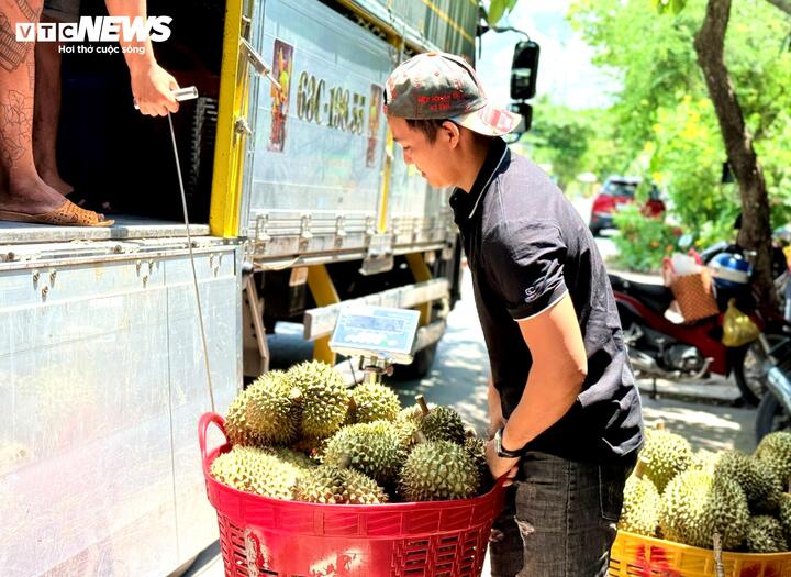 Nỗi oan sầu riêng 'nhúng thuốc'- Ảnh 2. Nỗi oan sầu riêng 'nhúng thuốc'- Ảnh 2.