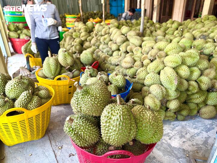 Nỗi oan sầu riêng 'nhúng thuốc'- Ảnh 1. Nỗi oan sầu riêng 'nhúng thuốc'- Ảnh 1.