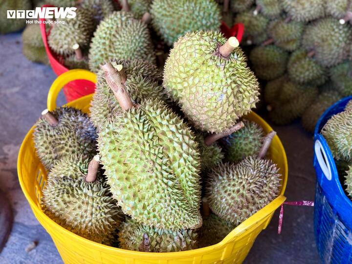Nỗi oan sầu riêng 'nhúng thuốc'- Ảnh 5. Nỗi oan sầu riêng 'nhúng thuốc'- Ảnh 5.
