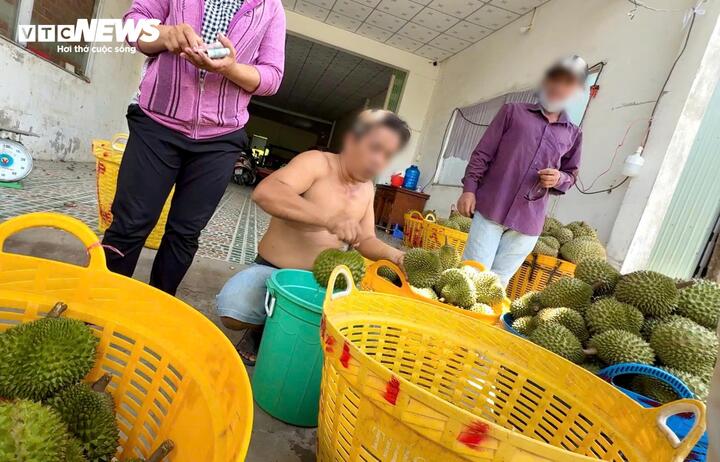 Nỗi oan sầu riêng 'nhúng thuốc'- Ảnh 3. Nỗi oan sầu riêng 'nhúng thuốc'- Ảnh 3.