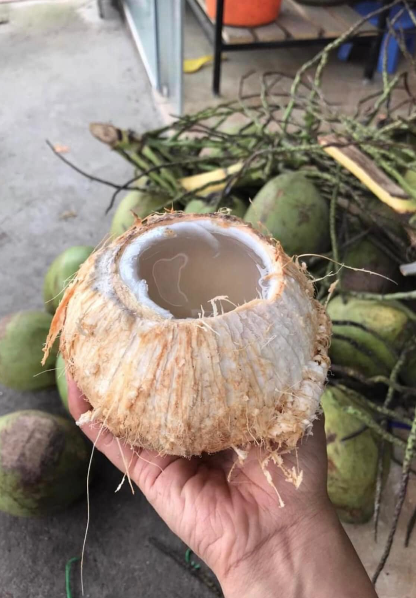 Loại quả mùa hè rẻ tiền có mặt khắp Việt Nam, không chỉ giải khát mà còn được ưa chuộng vì mát gan, thải độc- Ảnh 1. Loại quả mùa hè rẻ tiền có mặt khắp Việt Nam, không chỉ giải khát mà còn được ưa chuộng vì mát gan, thải độc- Ảnh 1.