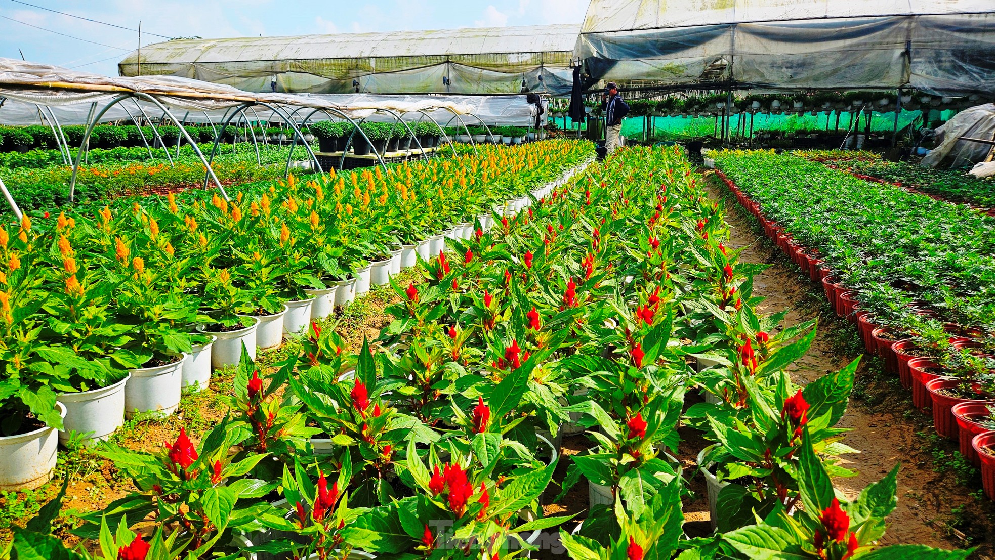 Phường duy nhất tại Huế không sáp nhập có gì đặc biệt?- Ảnh 12. Phường duy nhất tại Huế không sáp nhập có gì đặc biệt?- Ảnh 12.