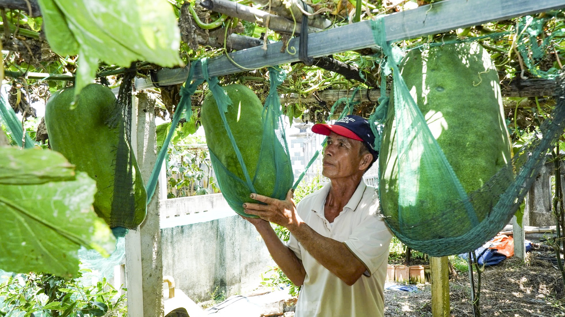 Độc lạ Bình Định: Làng trồng bí đao ‘khổng lồ’, có quả nặng hơn nửa tạ- Ảnh 4. Độc lạ Bình Định: Làng trồng bí đao ‘khổng lồ’, có quả nặng hơn nửa tạ- Ảnh 4.