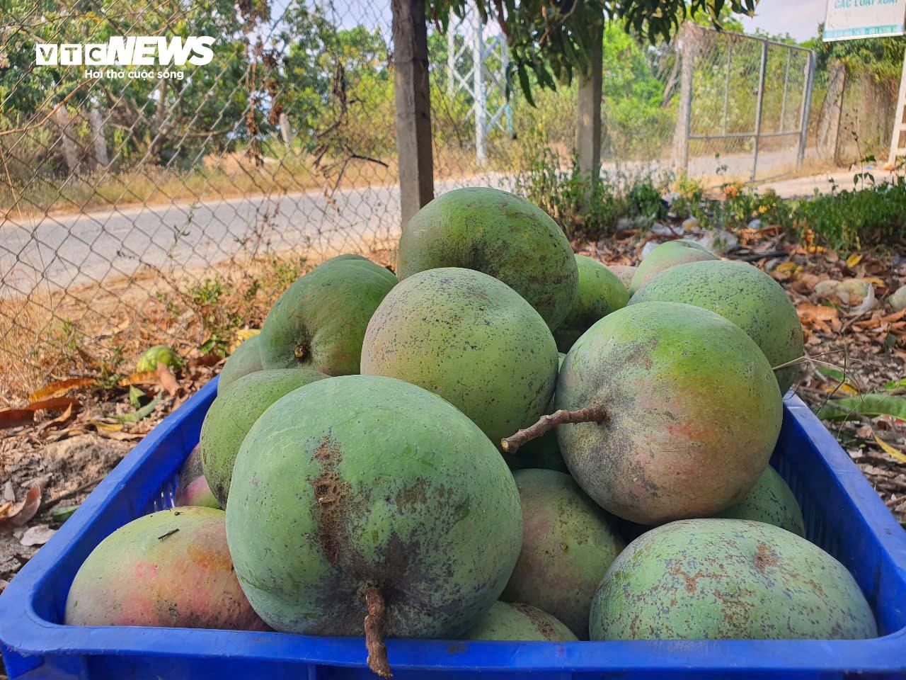 Giá xoài Úc giảm còn 1.000 - 5.000 đồng/kg, nông dân Khánh Hoà để rụng đầy vườn- Ảnh 6. Giá xoài Úc giảm còn 1.000 - 5.000 đồng/kg, nông dân Khánh Hoà để rụng đầy vườn- Ảnh 6.