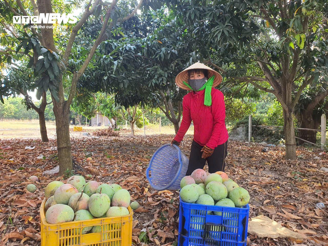 Giá xoài Úc giảm còn 1.000 - 5.000 đồng/kg, nông dân Khánh Hoà để rụng đầy vườn- Ảnh 3. Giá xoài Úc giảm còn 1.000 - 5.000 đồng/kg, nông dân Khánh Hoà để rụng đầy vườn- Ảnh 3.