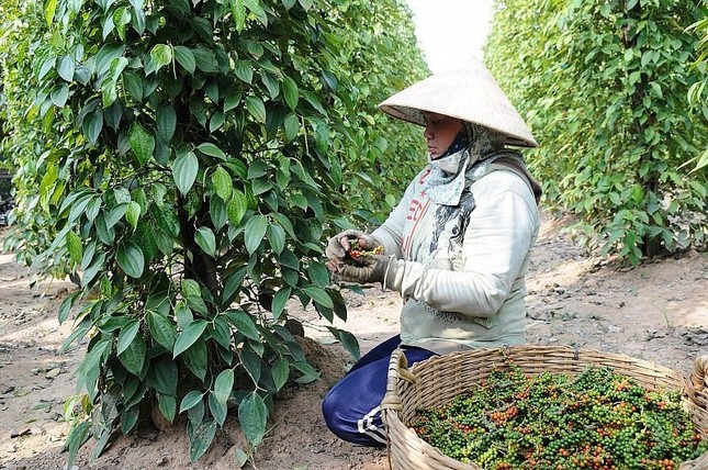Lý do Việt Nam phải chi hàng chục triệu USD nhập khẩu hồ tiêu mỗi tháng- Ảnh 1. Lý do Việt Nam phải chi hàng chục triệu USD nhập khẩu hồ tiêu mỗi tháng- Ảnh 1.