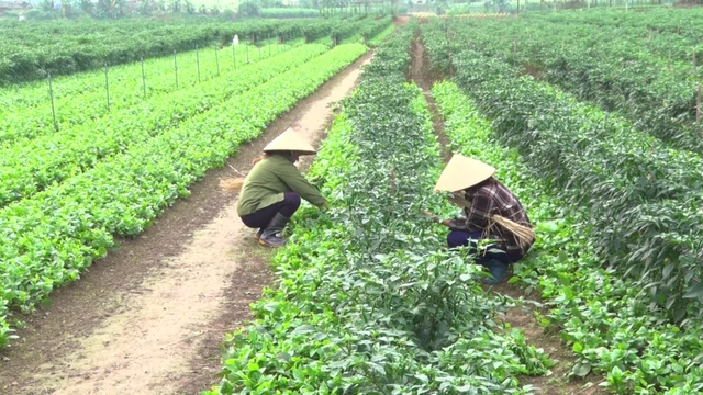Việt Nam có loại rau giàu canxi ngang sữa, Trung Quốc coi như “báu vật”: Bổ gan, hạ mỡ máu cực tốt- Ảnh 2. Việt Nam có loại rau giàu canxi ngang sữa, Trung Quốc coi như “báu vật”: Bổ gan, hạ mỡ máu cực tốt- Ảnh 2.