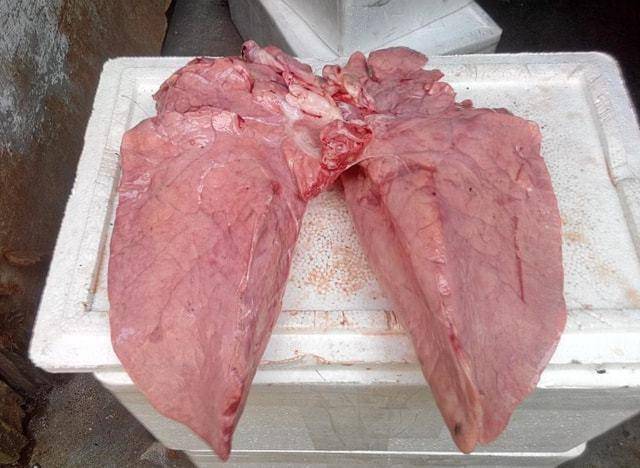 5 bộ phận của con lợn rẻ đến mấy cũng không nên mua về ăn, có cả loại đang "rần rần" khắp mạng xã hội nhiều ngày nay- Ảnh 1. 5 bộ phận của con lợn rẻ đến mấy cũng không nên mua về ăn, có cả loại đang "rần rần" khắp mạng xã hội nhiều ngày nay- Ảnh 1.