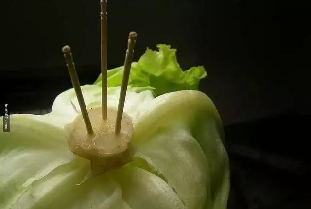 Nếu biết cắm tăm vào cuống xà lách, chắc tôi đã không lãng phí 3 bó rau ngon lành!- Ảnh 3. Nếu biết cắm tăm vào cuống xà lách, chắc tôi đã không lãng phí 3 bó rau ngon lành!- Ảnh 3.