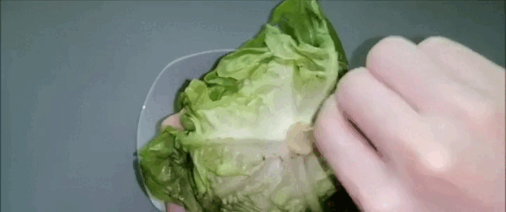 Nếu biết cắm tăm vào cuống xà lách, chắc tôi đã không lãng phí 3 bó rau ngon lành!- Ảnh 4. Nếu biết cắm tăm vào cuống xà lách, chắc tôi đã không lãng phí 3 bó rau ngon lành!- Ảnh 4.