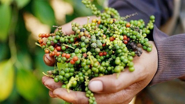 Lý do Việt Nam phải chi hàng chục triệu USD nhập khẩu hồ tiêu mỗi tháng- Ảnh 2. Lý do Việt Nam phải chi hàng chục triệu USD nhập khẩu hồ tiêu mỗi tháng- Ảnh 2.