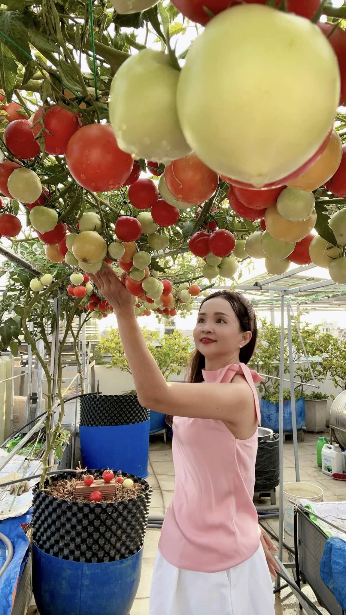 Chồng đầu tư cho vợ gần 100m2 làm vườn sân thượng, thu vài tạ trái ngọt mỗi năm: Thành quả kinh ngạc!- Ảnh 3. Chồng đầu tư cho vợ gần 100m2 làm vườn sân thượng, thu vài tạ trái ngọt mỗi năm: Thành quả kinh ngạc!- Ảnh 3.