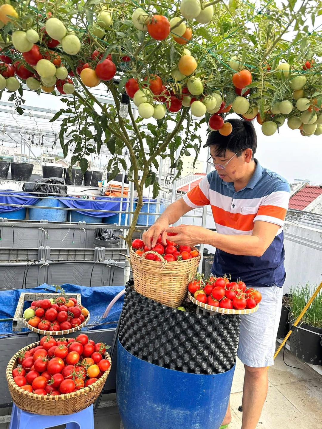 Chồng đầu tư cho vợ gần 100m2 làm vườn sân thượng, thu vài tạ trái ngọt mỗi năm: Thành quả kinh ngạc!- Ảnh 1. Chồng đầu tư cho vợ gần 100m2 làm vườn sân thượng, thu vài tạ trái ngọt mỗi năm: Thành quả kinh ngạc!- Ảnh 1.