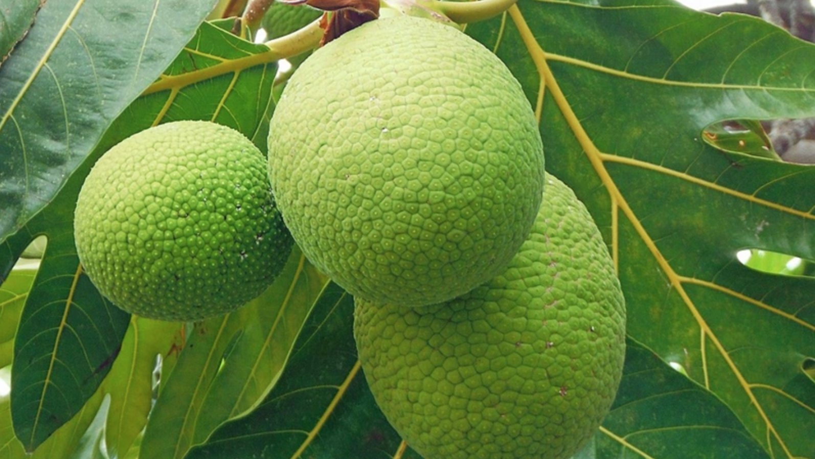 Loại quả đã khiến bao người dở khóc dở cười vì hình thù trông giống mít nhưng không phải, bù lại là có thể chế biến thành khối món ngon- Ảnh 3. Loại quả đã khiến bao người dở khóc dở cười vì hình thù trông giống mít nhưng không phải, bù lại là có thể chế biến thành khối món ngon- Ảnh 3.