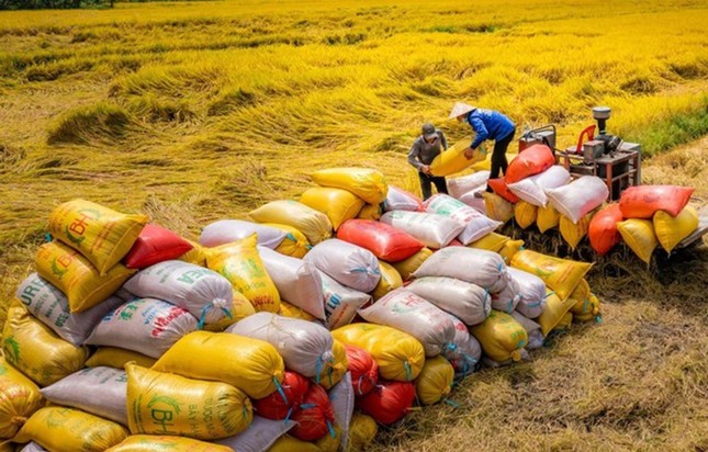 Lý do Việt Nam có thể nhập khẩu gạo lớn thứ 2 thế giới- Ảnh 2. Lý do Việt Nam có thể nhập khẩu gạo lớn thứ 2 thế giới- Ảnh 2.